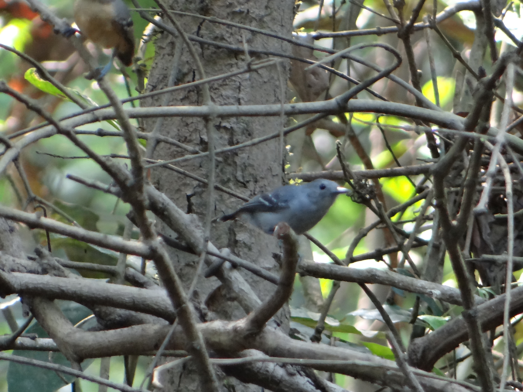 Leaden Antwren (Myrmotherula assimilis), photo 4