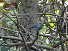 Leaden Antwren photo 2