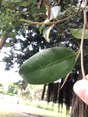 Ficus microcarpa