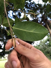 Ficus microcarpa