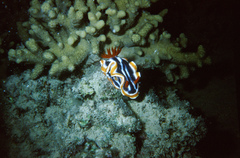 Chromodoris magnifica