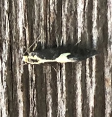 Polix coloradella