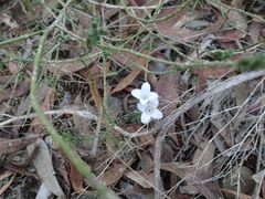 Cyanothamnus coerulescens