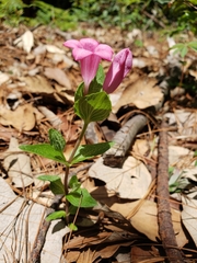 Spigelia scabrella
