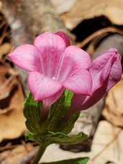 Spigelia scabrella