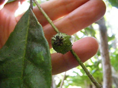 Croton laurinus