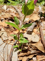 Spigelia scabrella