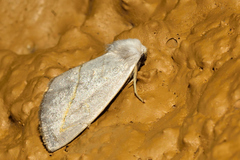 Plagiomimicus argyropolia