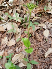 Malaxis brachyrrhynchos