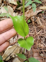 Malaxis brachyrrhynchos