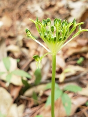 Malaxis brachyrrhynchos