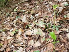 Malaxis brachyrrhynchos