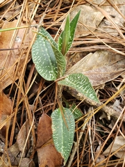 Goodyera