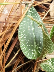 Goodyera