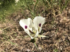 Calochortus eurycarpus