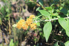 Buddleja weyeriana