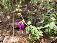 Salvia dichlamys