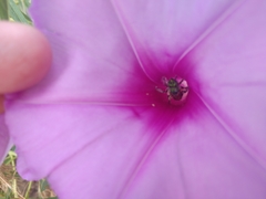 Agapostemon splendens