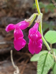 Salvia dichlamys