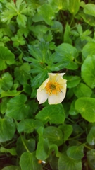 Trollius
