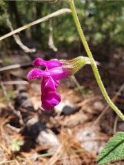 Salvia dichlamys