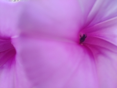 Agapostemon splendens