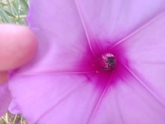 Agapostemon splendens