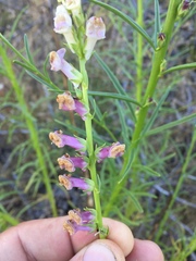 Sairocarpus virga