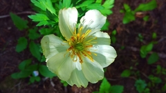 Trollius