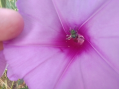 Agapostemon splendens