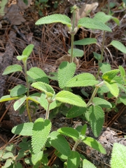 Salvia dichlamys