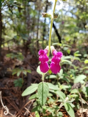 Salvia dichlamys