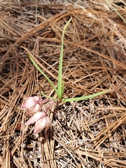 Asclepias circinalis
