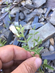 Scutellaria californica
