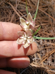 Asclepias circinalis