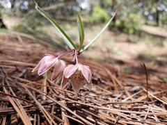 Asclepias circinalis