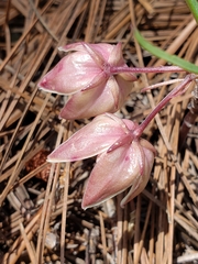 Asclepias circinalis