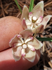 Asclepias circinalis
