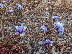 Limonium sinuatum sinuatum