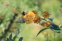 Buddleja weyeriana