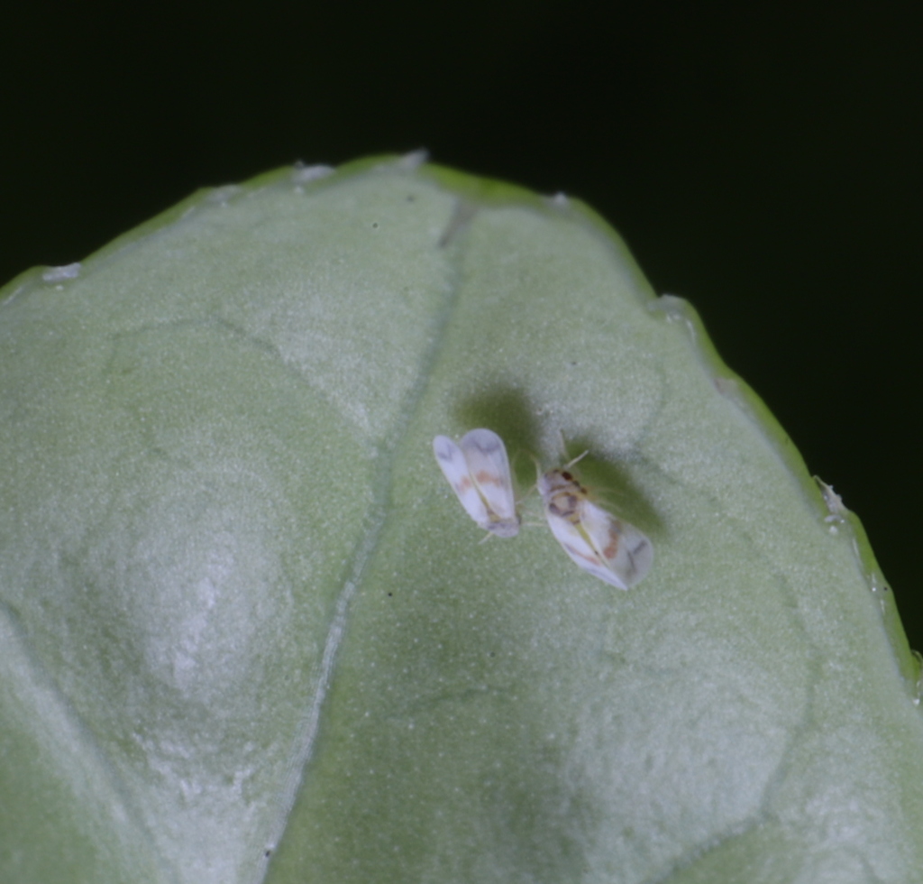 Tetraleurodes splendens