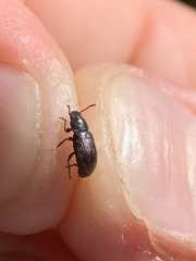 Coleoptera