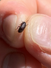 Coleoptera