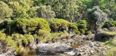 Melaleuca brevifolia