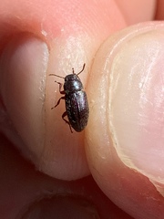 Coleoptera