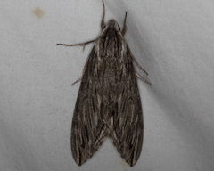 Sphinx canadensis