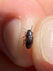 Coleoptera