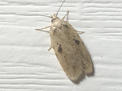 Agonopterix canadensis