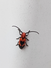 Tetraopes melanurus