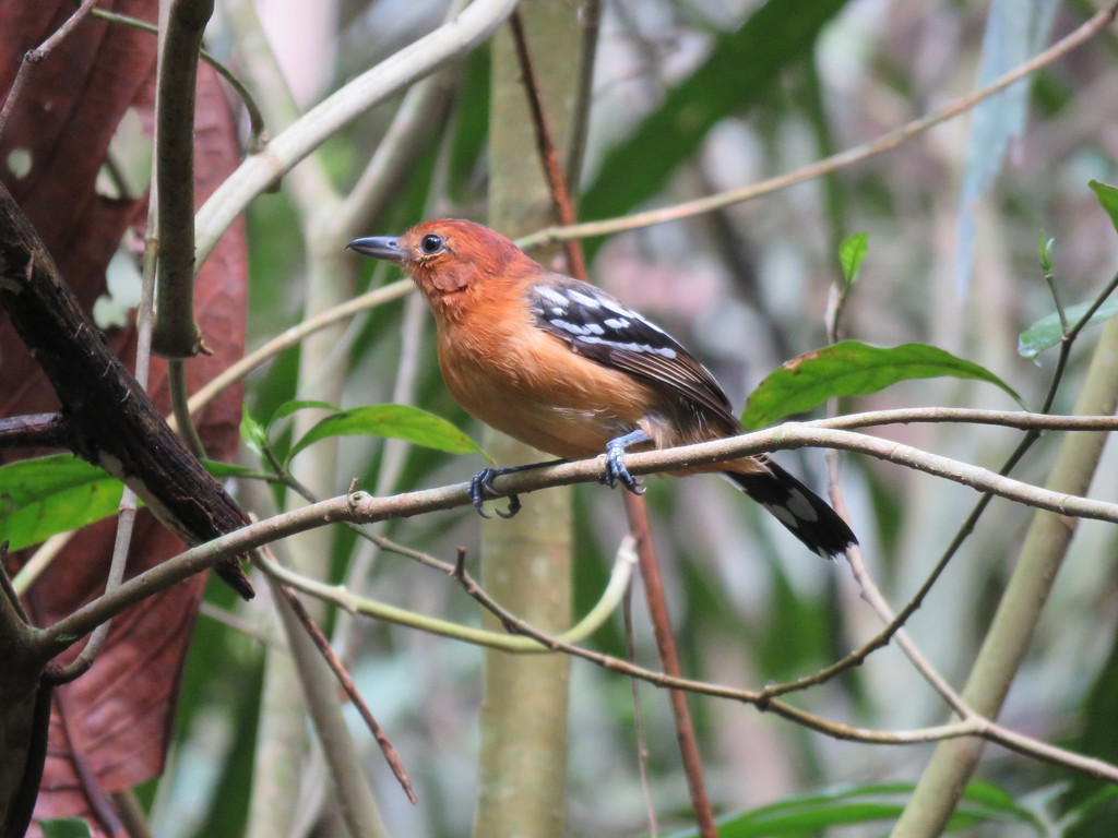Large-billed Antwren (Herpsilochmus longirostris) photo